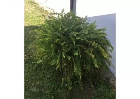 Fern Plant